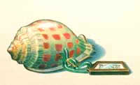 Travel Shell