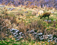 Stone Wall Alpaca, painting, Muscoot Farm